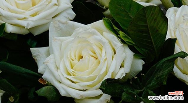 探索纯洁 白玫瑰的意义与象征