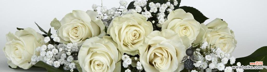 探索纯洁 白玫瑰的意义与象征