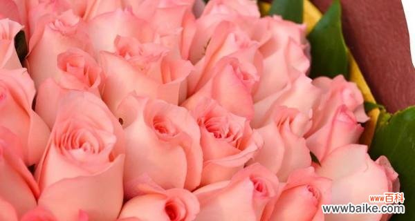 解读一朵粉色玫瑰的深意 探寻粉色玫瑰的花语