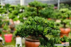 罗汉松常见病虫害及防治方法