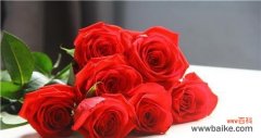 一朵红玫瑰所代表的情感和价值观 红玫瑰的象征意义与文化内涵