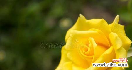 探寻黄玫瑰的花语和文化内涵 黄玫瑰的象征意义及传承