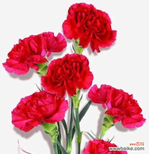 探寻康乃馨背后的美丽故事 康乃馨的象征意义与魅力