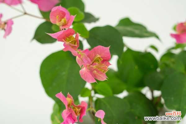 三角梅叶子发黄怎么办