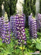 鲁冰花病害及防治方法