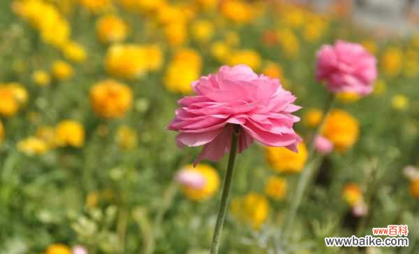 花毛茛叶子发黄怎么办