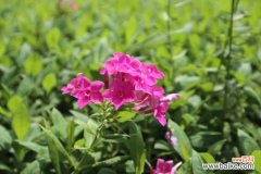 石竹的病害及防治方法