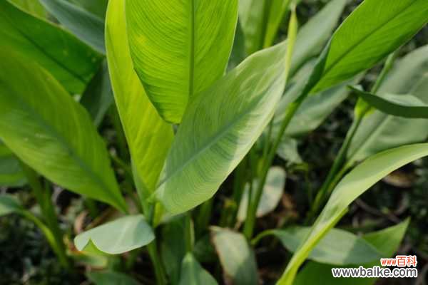 美人蕉的病害和防治方法