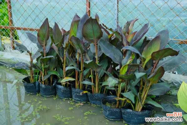 美人蕉的病害和防治方法