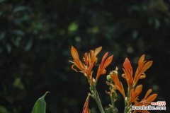 美人蕉的病害和防治方法