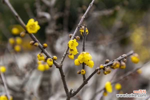 腊梅叶子像烧焦怎么办