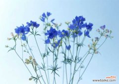 飞燕草常见病害及防治方法