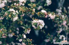 海棠花叶子发黄怎么办