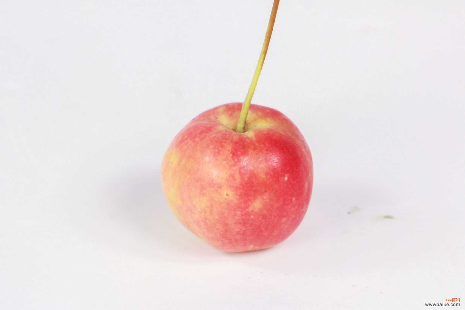 海棠花叶子发黄怎么办