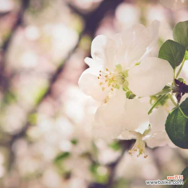 海棠花叶子发黄怎么办