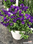 风铃草病虫害及防治方法