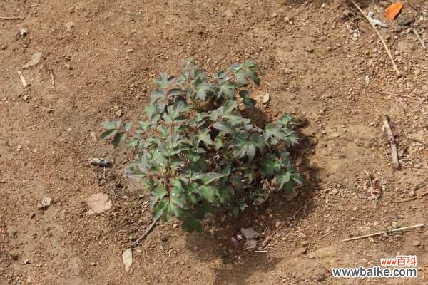 牡丹花叶子发黄怎么办