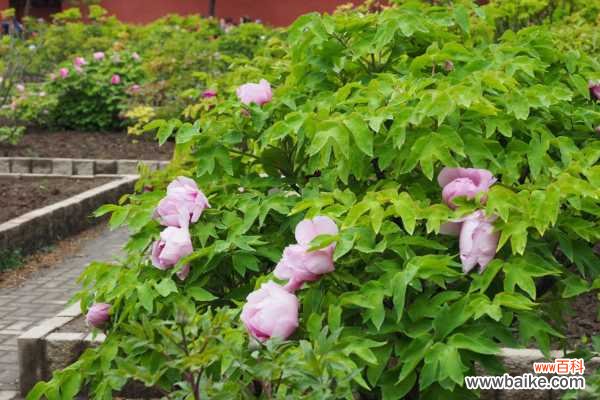 牡丹花叶子发黄怎么办