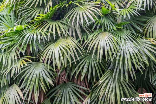 棕竹病害及防治方法