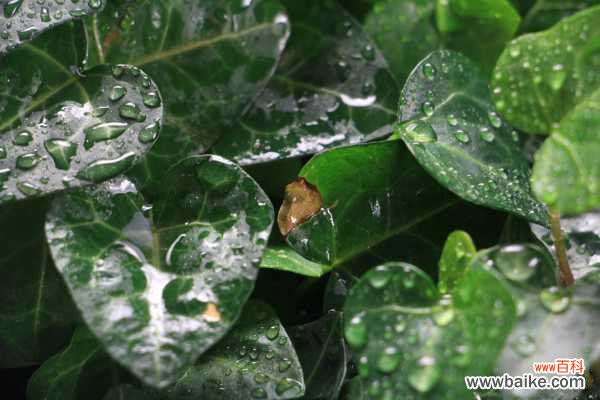 常春藤叶子发黄怎么办