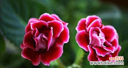 大岩桐花语是什么意思?大岩桐的象征意义有哪些?