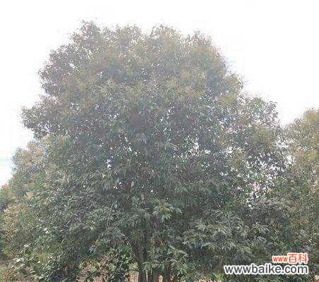 大叶女贞风水寓意是什么?摆放位置有何讲究?