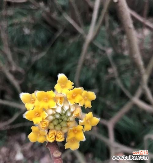 代表爱情的树有哪些？它们各自象征着什么？