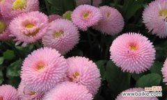 代表爱情的植物有哪些？它们各自象征着什么含义？