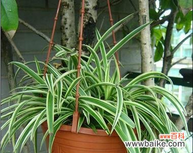 代表财富的植物有哪些？它们各自象征着什么意义？