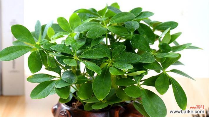 代表财富的植物有哪些？它们各自象征着什么意义？