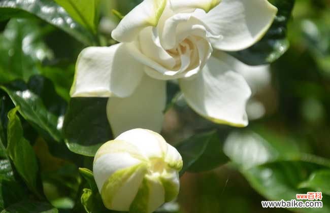 十大净化空气植物 栀子花可以放卧室吗？