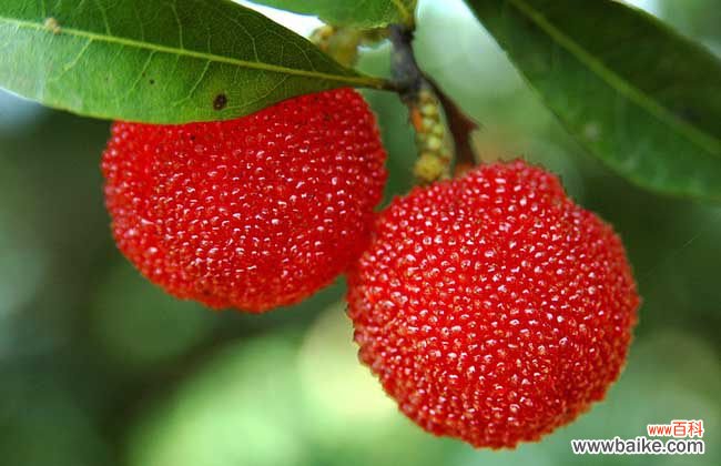 杨梅为什么要用盐水泡一泡 杨梅用盐水泡多久？