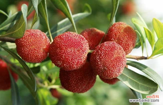 杨梅为什么要用盐水泡一泡 杨梅用盐水泡多久？