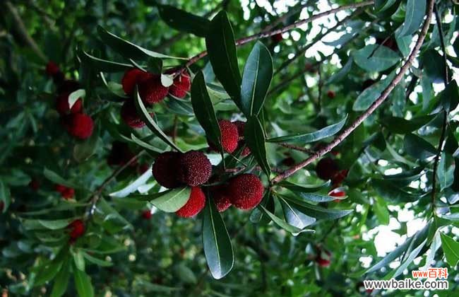 杨梅为什么要用盐水泡一泡 杨梅用盐水泡多久？