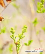 春天的花卉有哪些？如何识别春天的代表性植物花卉？