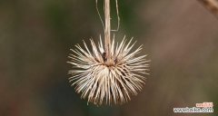 代表痴情的植物有哪些？它们各自象征着什么情感？