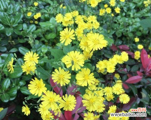 春天来了,哪些植物代表了春天的到来?