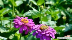 代表纯洁爱情的花有哪些？如何挑选最合适的？