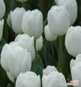 代表纯洁的爱的花是什么？如何挑选最合适的花朵表达爱意？