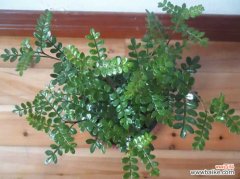 清香木怎么养才长得好 养清香木有什么好处？