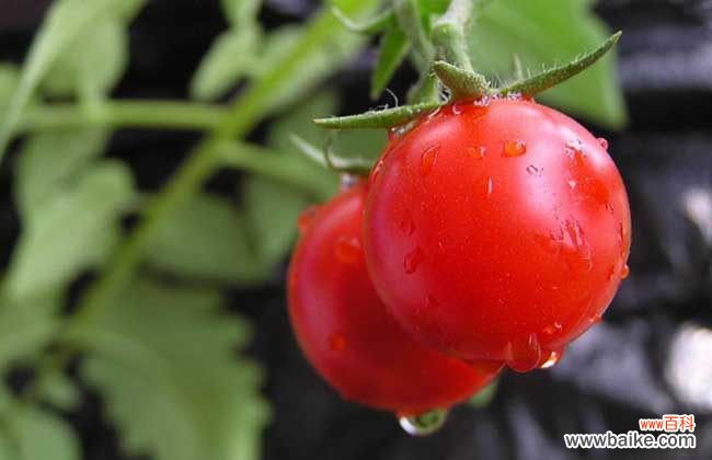 生吃西红柿的危害 生吃西红柿的好处和坏处