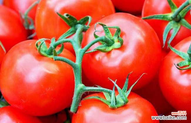 生吃西红柿的危害 生吃西红柿的好处和坏处