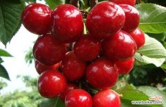 车厘子放冰箱放两周还能吃吗 车厘子能放冰箱吗？