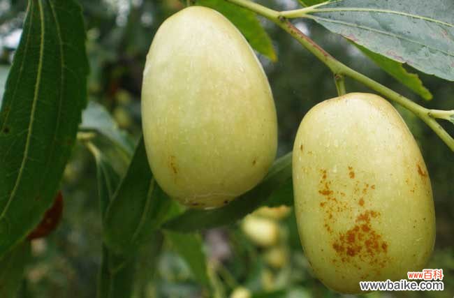 孕妇吃什么容易流产 月经期间吃什么水果好?