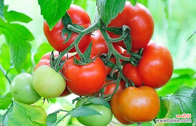 怎样减肥最快最有效 西红柿怎样减肥最有效？