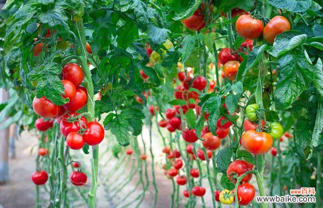 怎样减肥最快最有效 西红柿怎样减肥最有效？