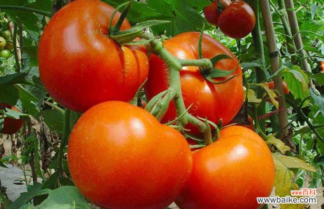 怎样减肥最快最有效 西红柿怎样减肥最有效？