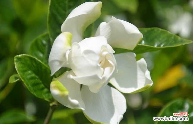 孕妇栀子花花能养吗 家里有孕妇能养栀子花吗？