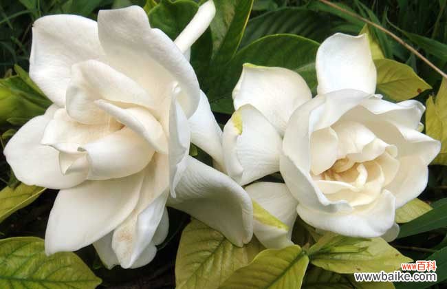 孕妇栀子花花能养吗 家里有孕妇能养栀子花吗？