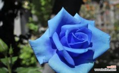 探寻紫玫瑰背后的美妙寓意 紫玫瑰花语的深刻含义